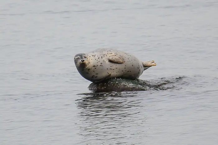 a seal on Staten Island